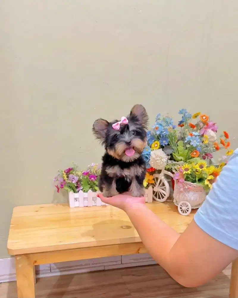 Female teacup yorkie yorkshire terrier size super kecil imut cebol