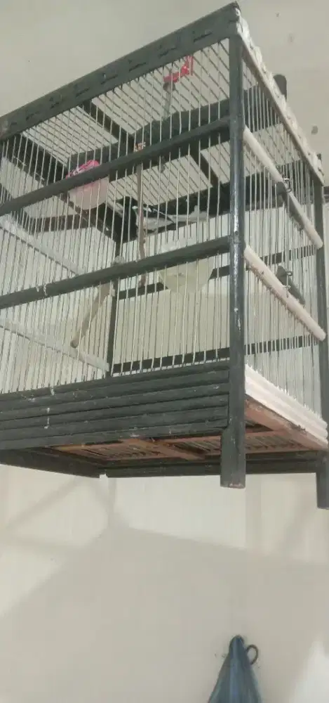 Burung Kacer, harga 500.000