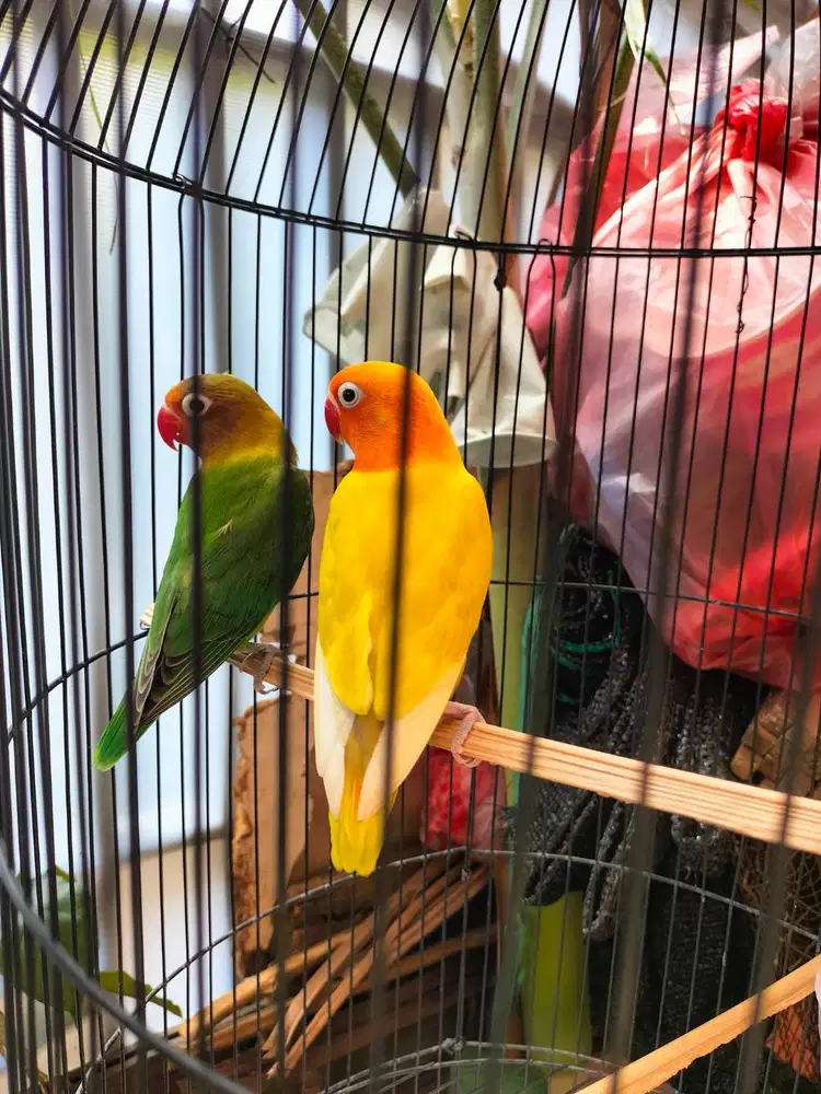 Lovebird pud sepasang