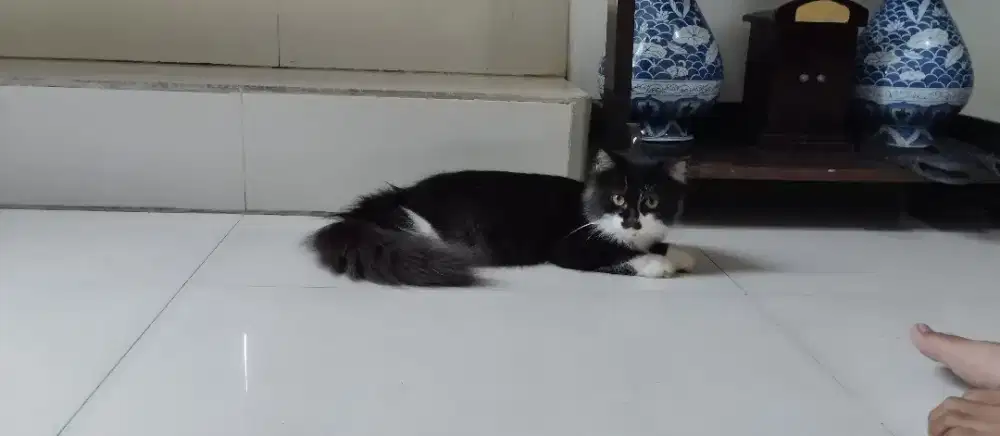 Kitten Persiapan Himalaya