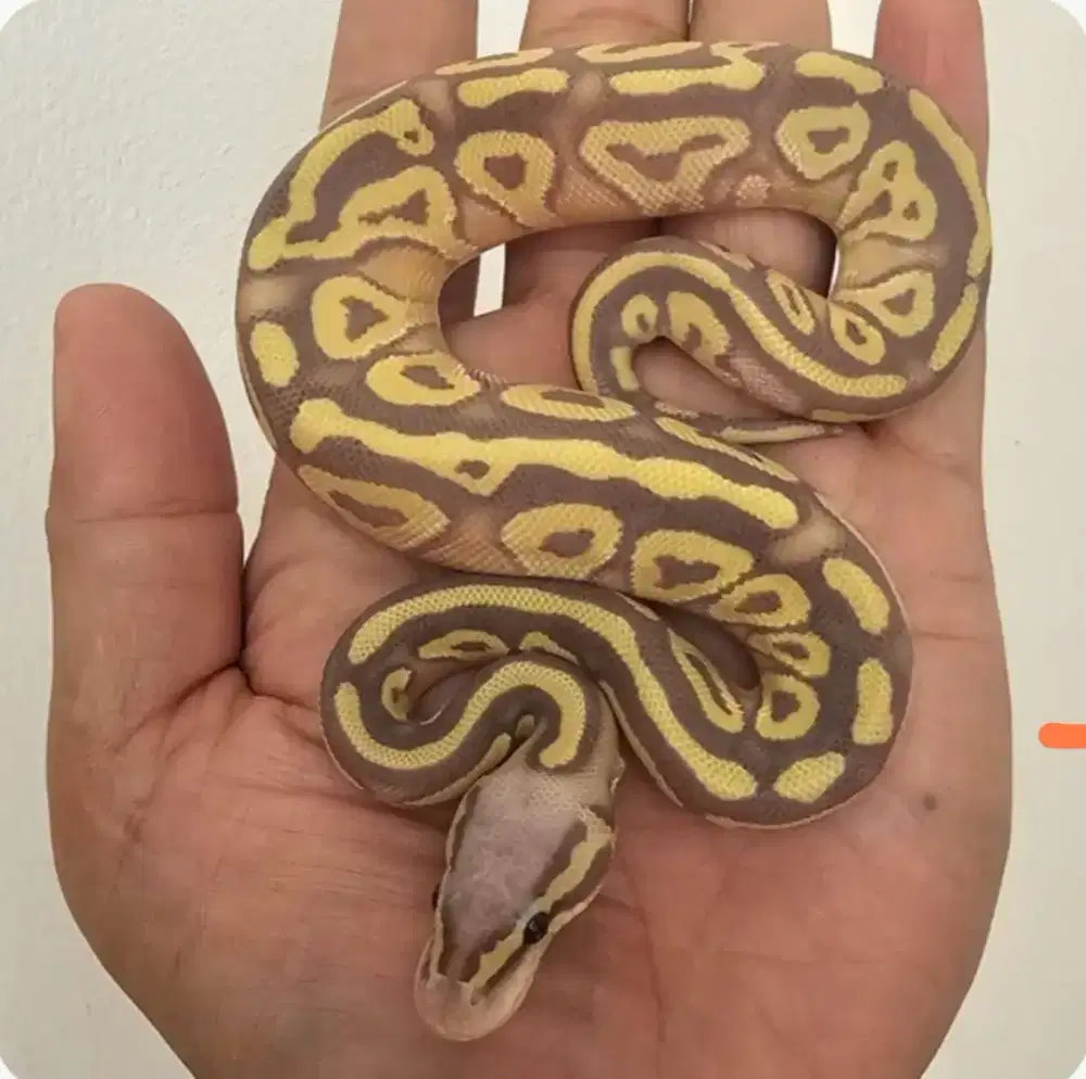 ballpython mojave banana pos het hypo male