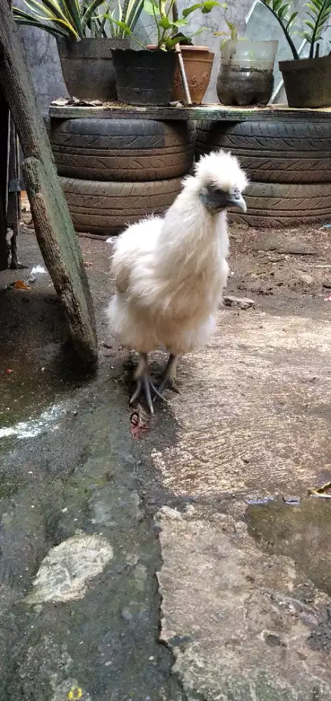 Ayam kapas betina indukan
