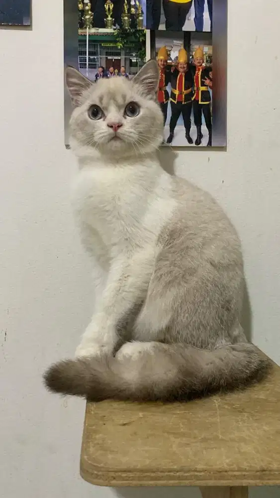 kucing Bsh Sealpoint
