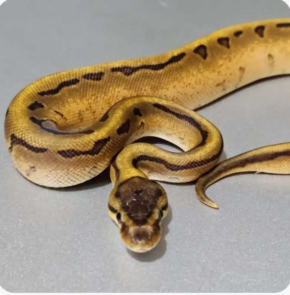 ballpython enchi calico pinstrip yb/specter + female