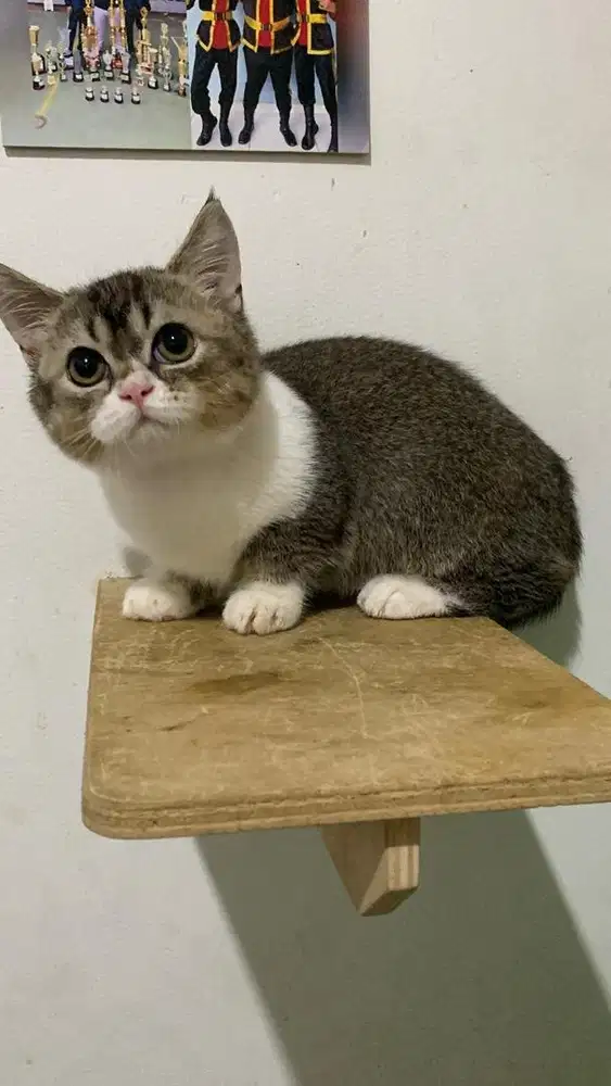 kucing munchkin bsh