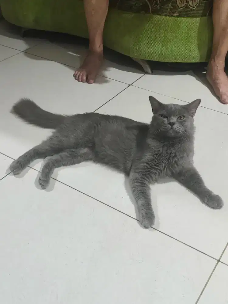 Persiapan Abu Abu Jantan