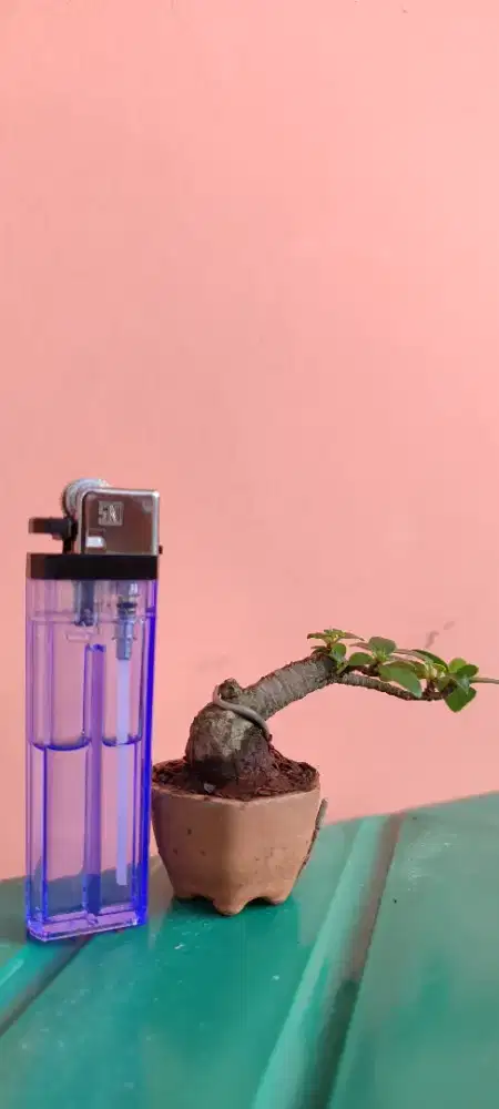 Bonsai shito beringin dollar