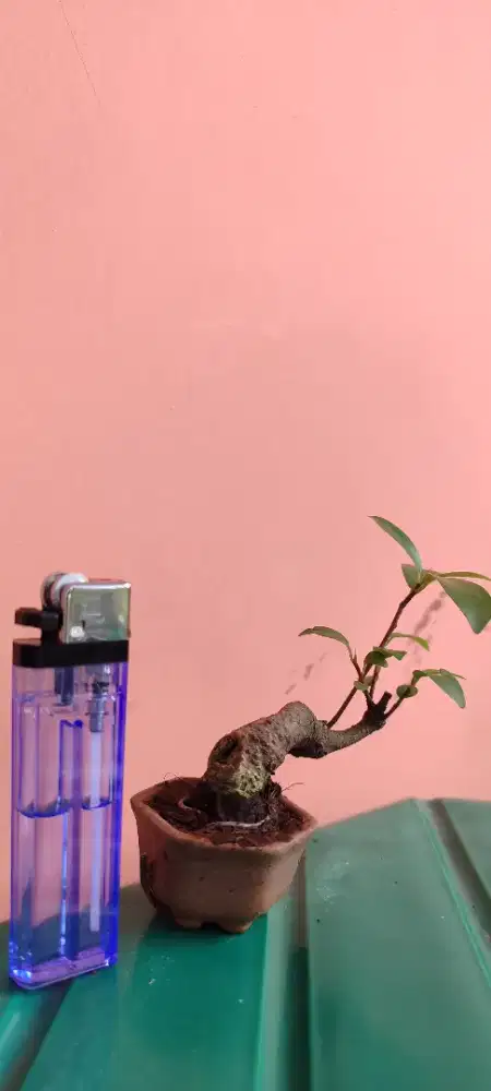 Bonsai shito beringin iprik