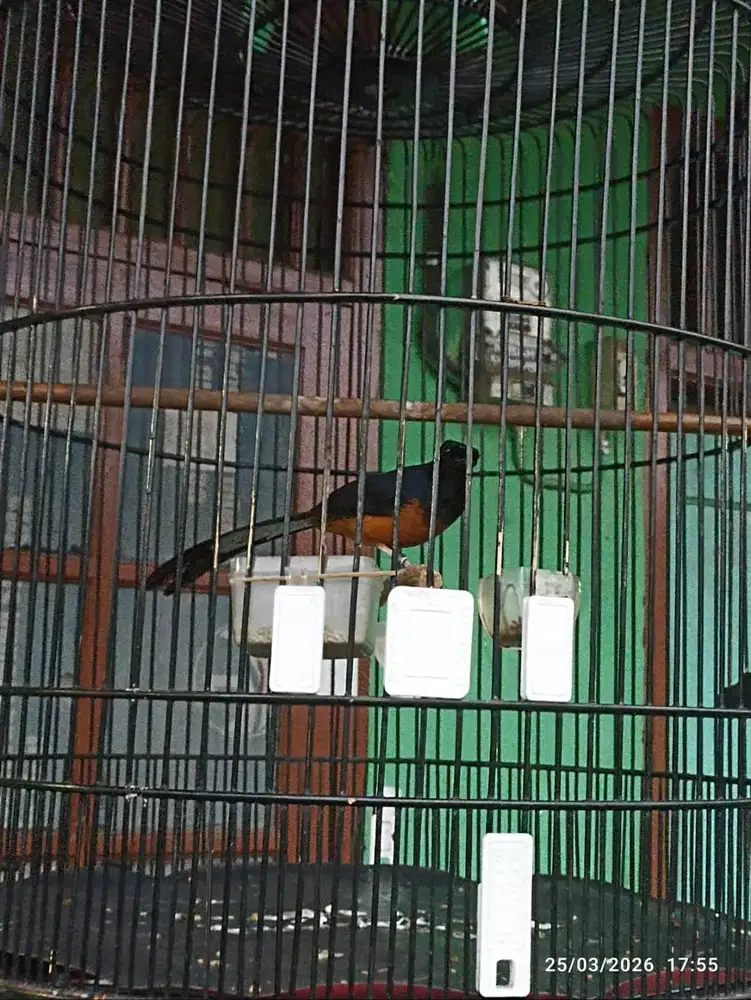 Murai ternakan non gembung