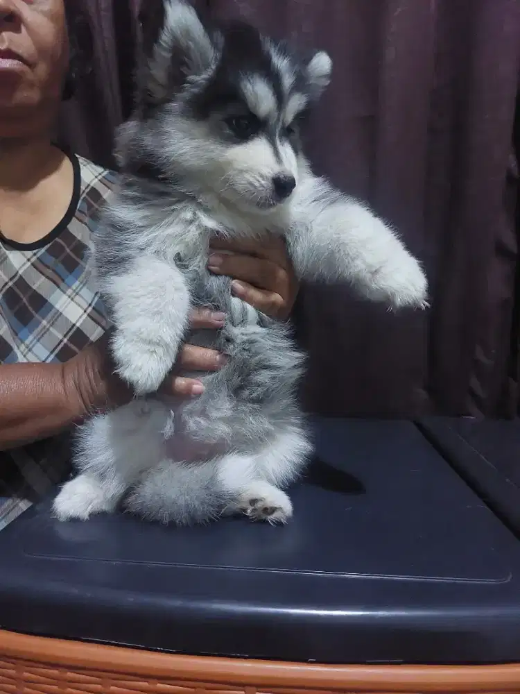 SIBERIAN HUSKY LONG HAIR QUALITY HIGH SISA 1 FEMALE