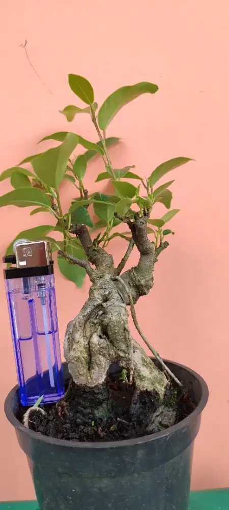 Bahan bonsai beringin iprik