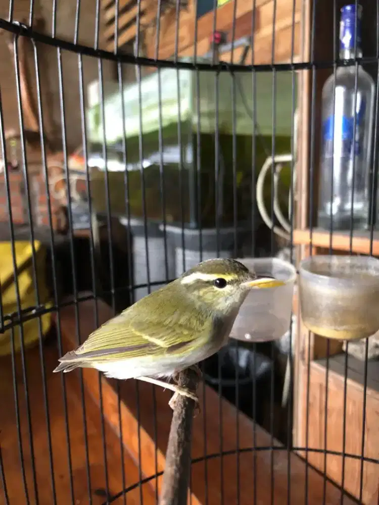 Burung cikrak kutub bahan koleksi aviary