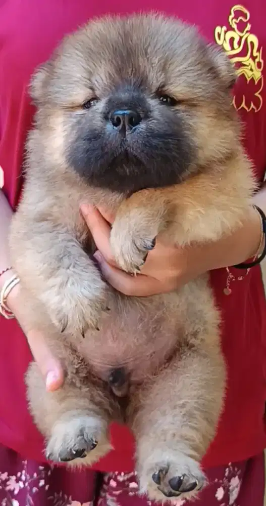 Puppy chow chow jantan/male