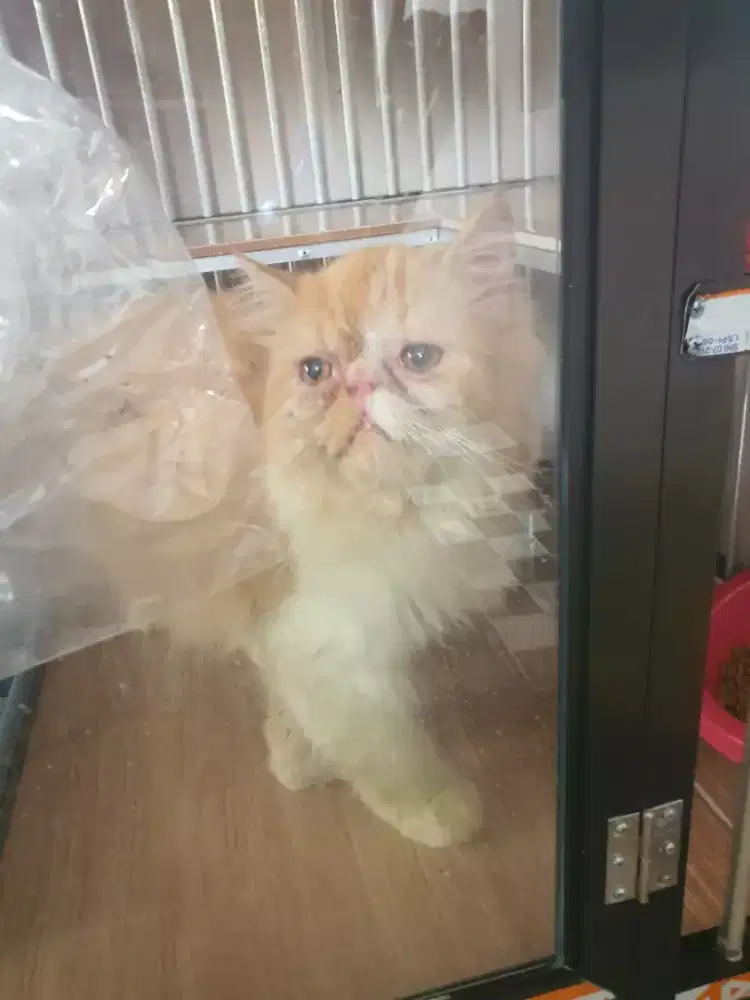 Kucing peacknose kalo bisa tuker sama muchkin