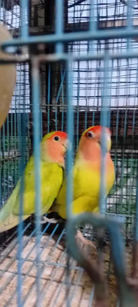 Jual lovebird nonklep sepasang