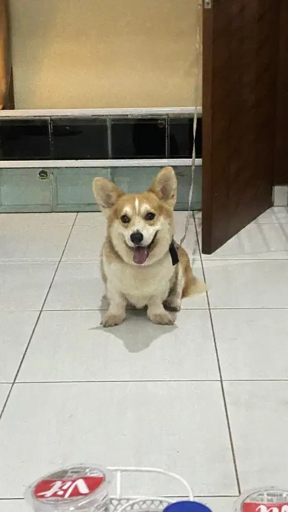 Anjing Corgi Tricolor