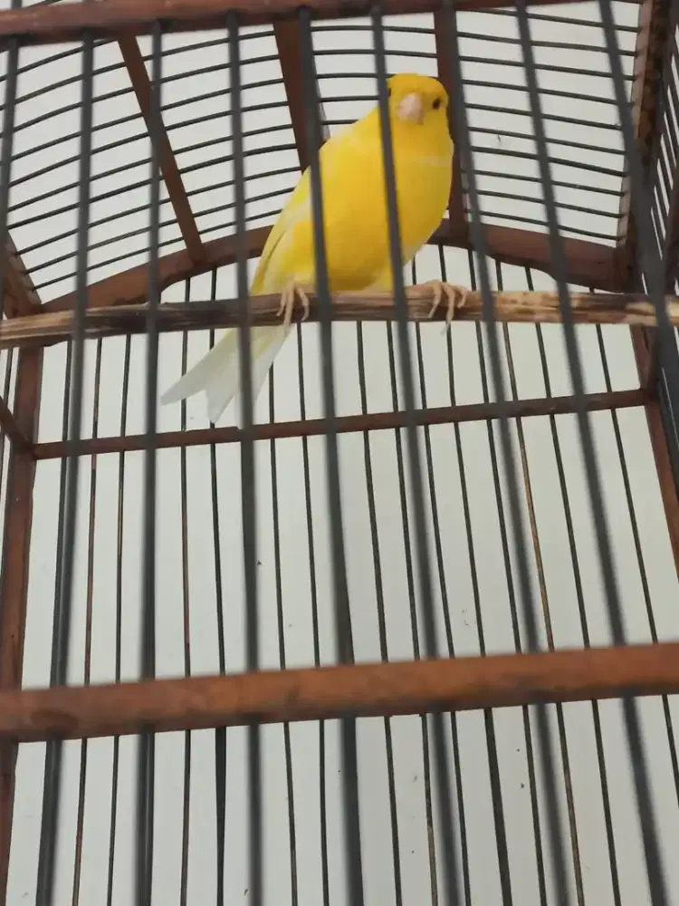 Burung kenari jantan seri af