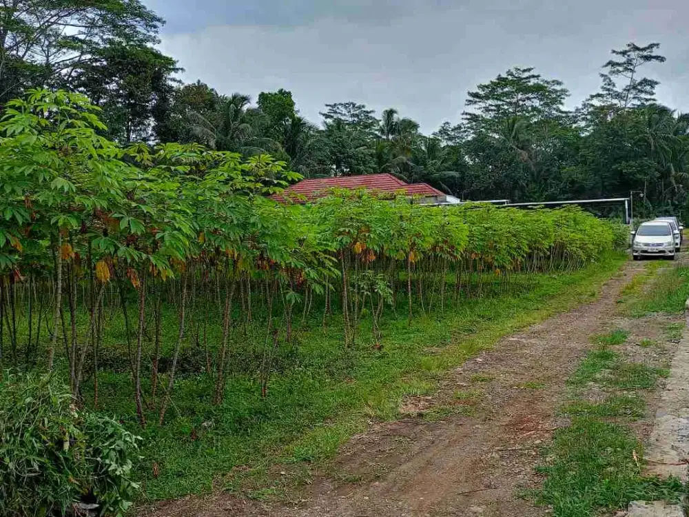 Tanah Murah Barat Purwokerto