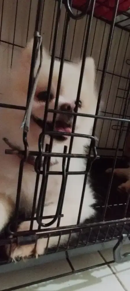 Anjing Mini pom 1 tahun