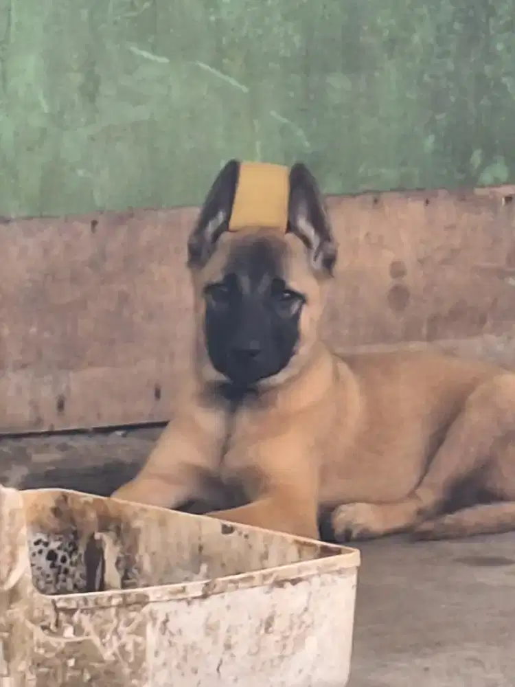 Belgian malinois jantan jual cepat B.U