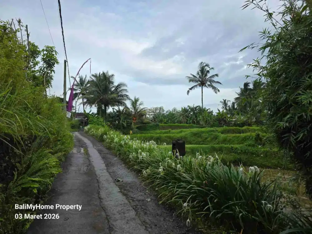 tanah dijual murah di payangan Ubud Gianyar