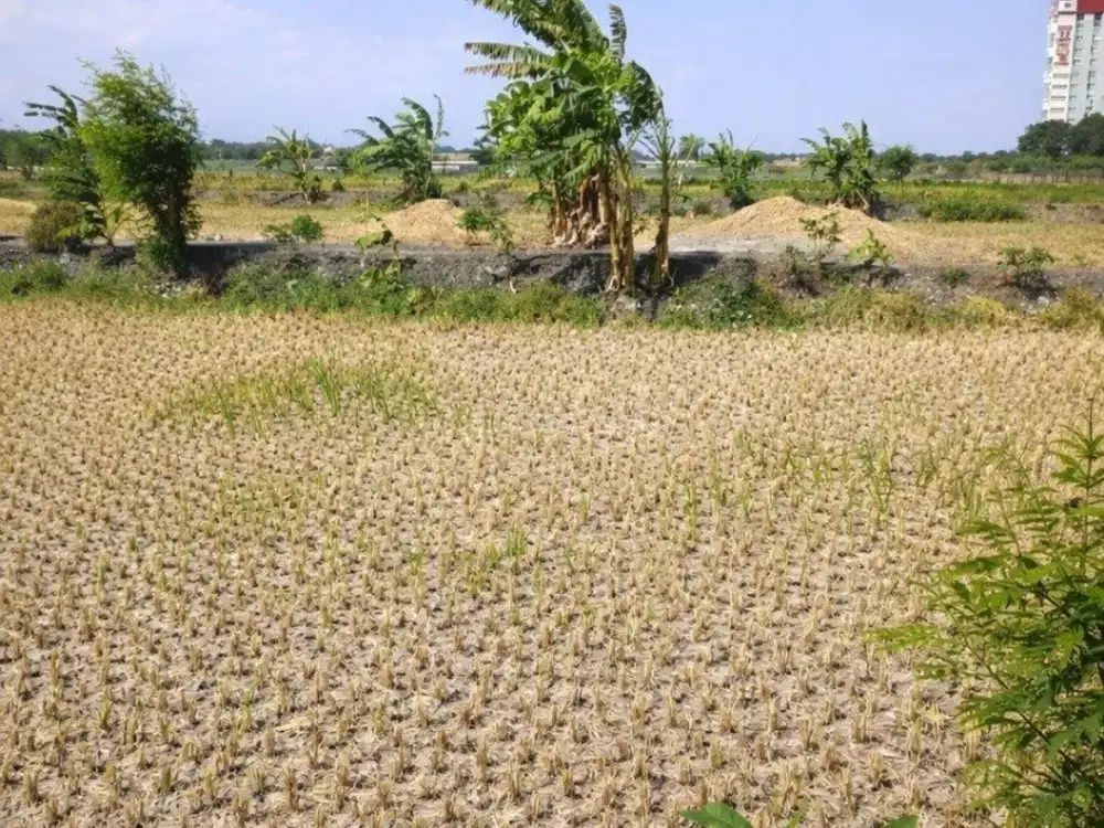 TANAH MULYOREJO SURABAYA TIMUR