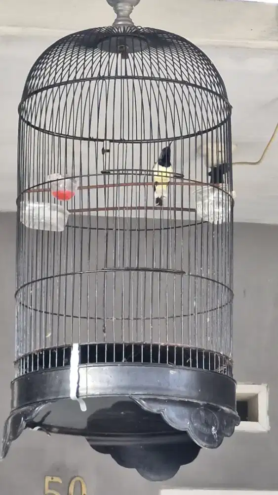 Burung konin dan kandang