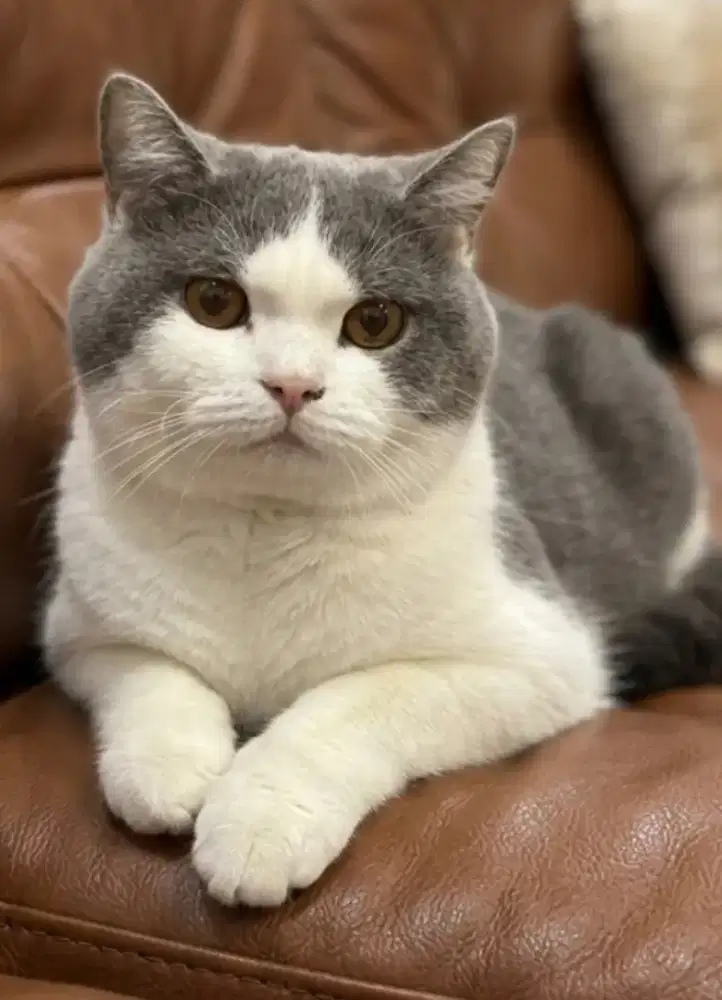 British shorthair jantan