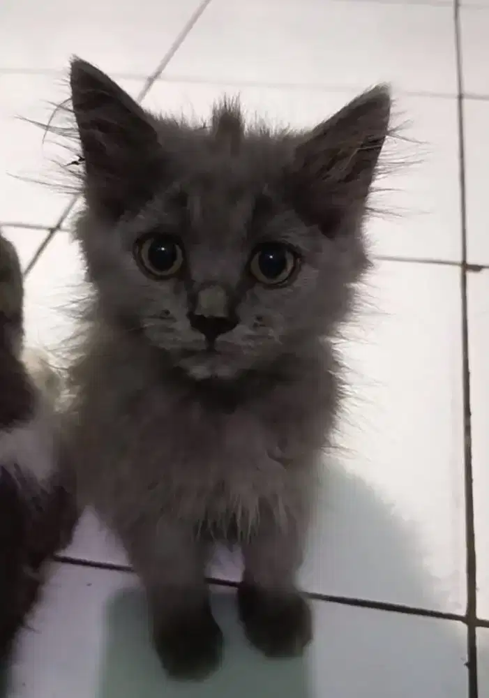 lepas adopsi british long hair