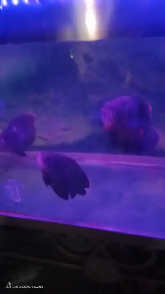 Ikan Oscar ukuran 5 jari lebih jual cepat