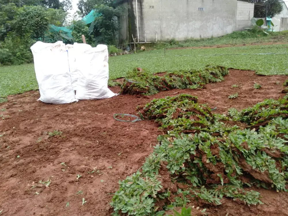 Rumput gajah mini rumput taman