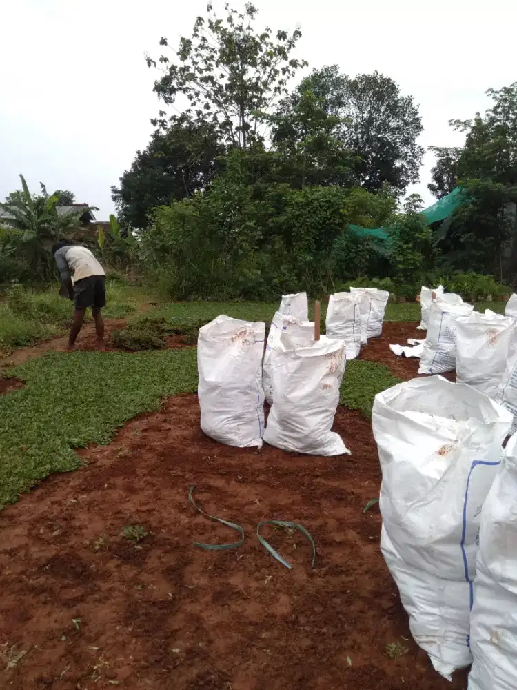 Rumput gajah mini rumput taman
