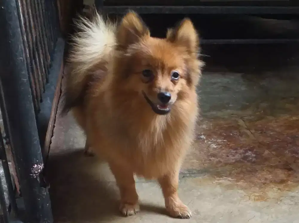 German Spitz (Pomeranian) 2 jantan