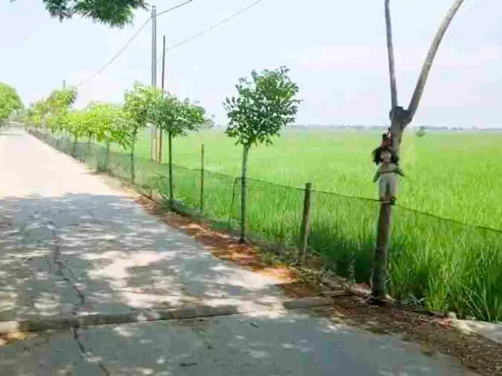 JUAL CEPAT Tanah Sawah masuk mobil di Pebayuran Bekasi Jawa Barat