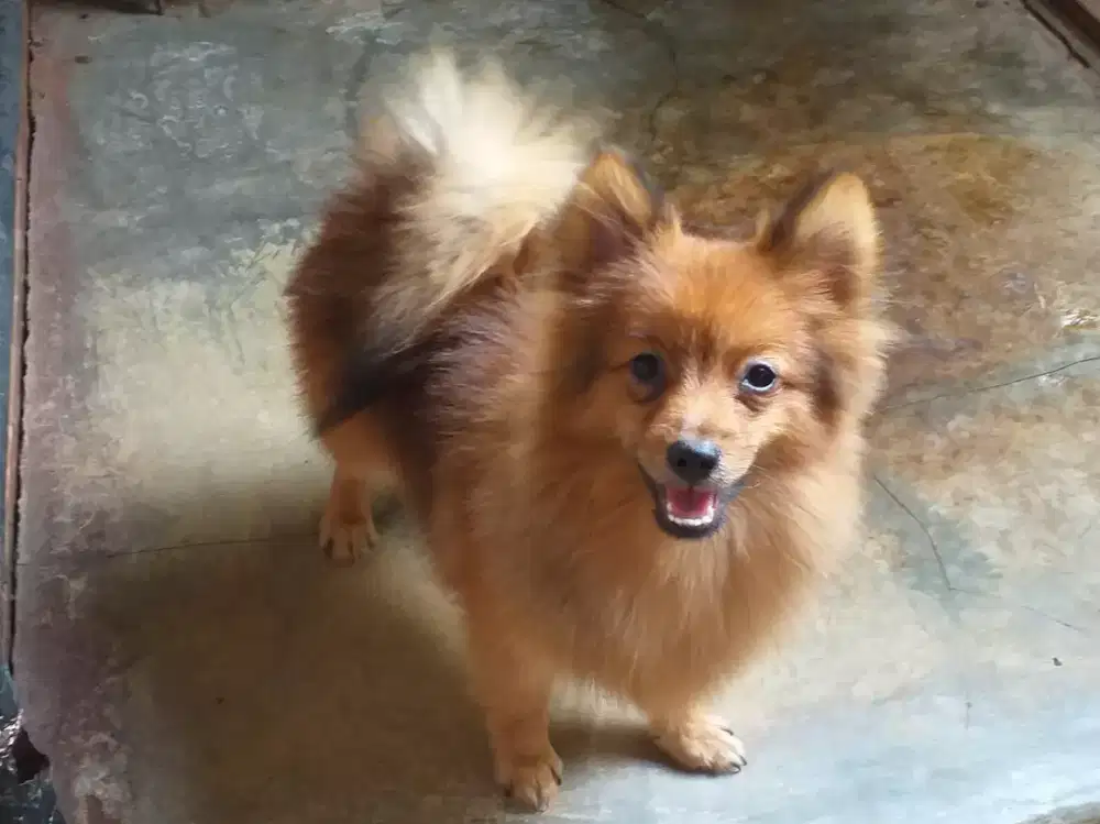 Pomeranian(German Spitz) anakan usia 3 bulan