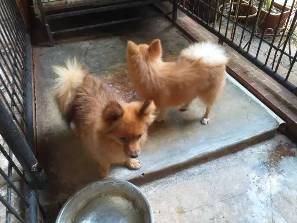 (German Spitz)Pomeranian anakan usia 3 bulan