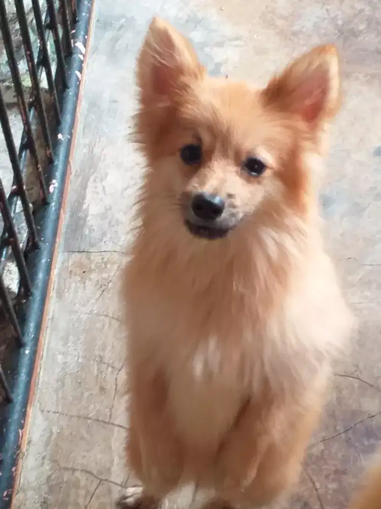 (German Spitz)Pomeranian anakan usia 3 bulan