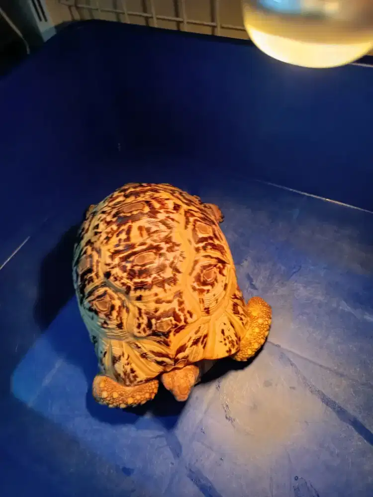 Pardalis Snow (kura Darat)