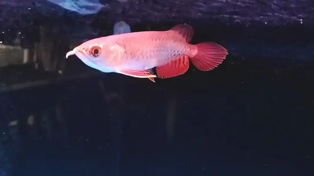 Spesial arwana itl golden red bluebase ITL