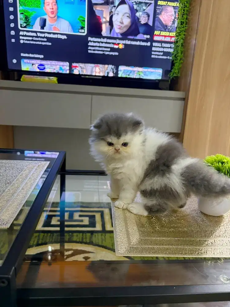 Peaknose X norwegin jantan 2,5bln