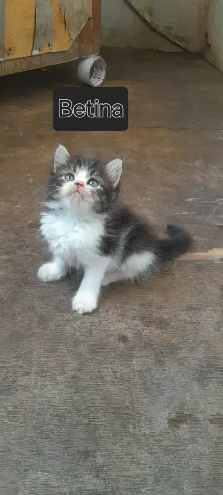 Kitten gembul usia 1,5 bulan