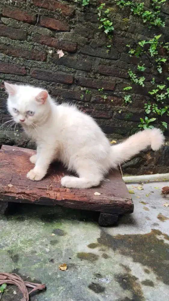 kucing persia mix