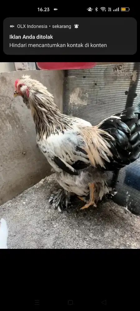 Indukan jantan ayam Brahma