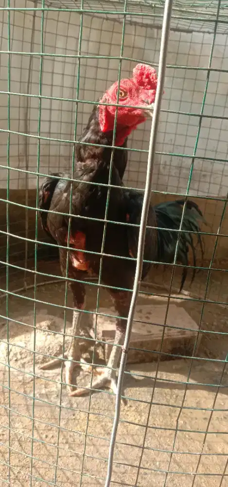 Jual ayam jago umur 7 bln