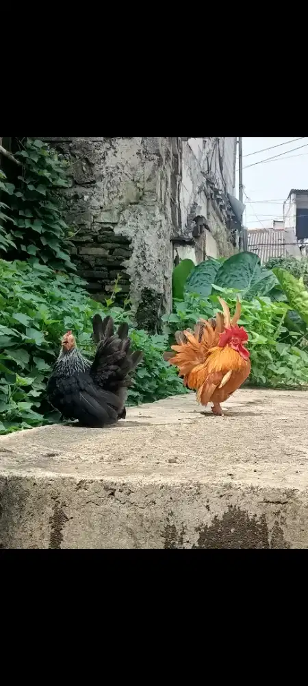 Indukan Ayam Kate ceper sepasang