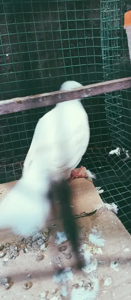 Tekukur putih kapas kuk 2$1 dominan kuk 2 vidio wa