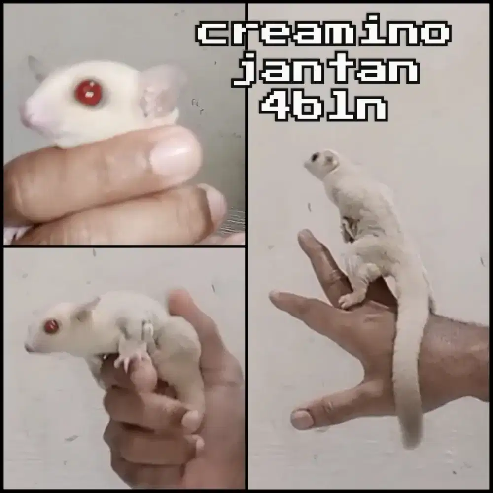 sugar glider creamino redeye joy