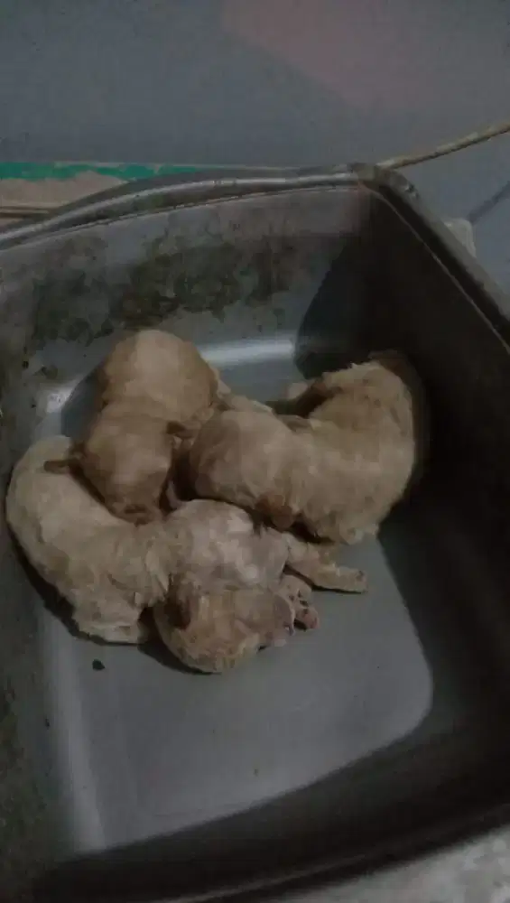 Poodle apricot 3 betina 3 jantan