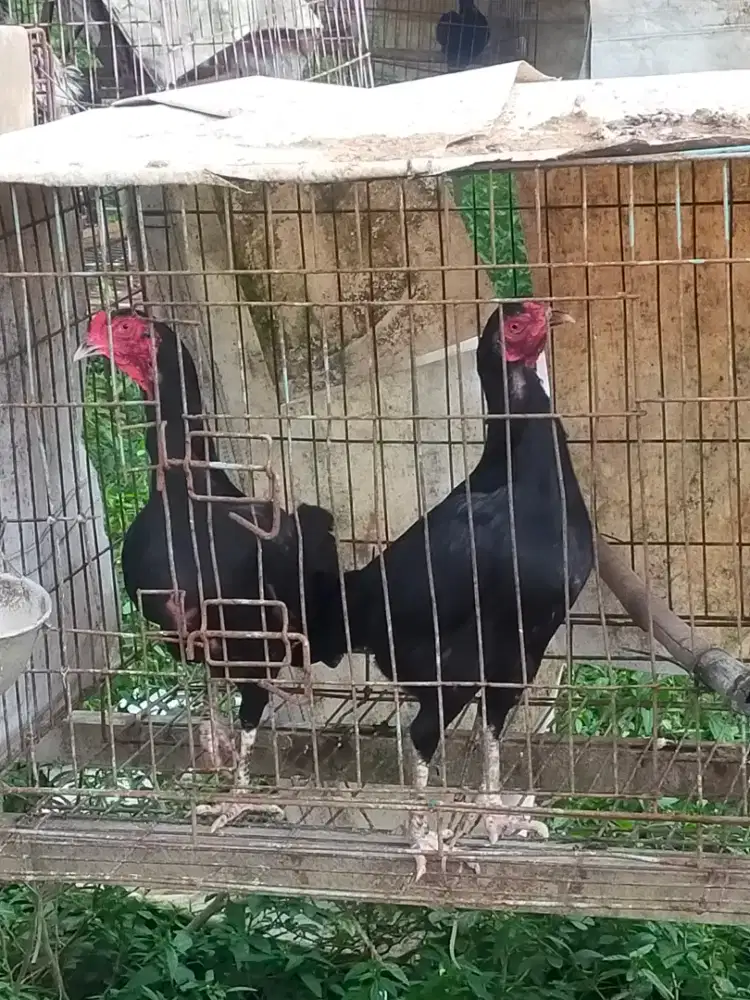 INDUKAN AYAM PAKHOY