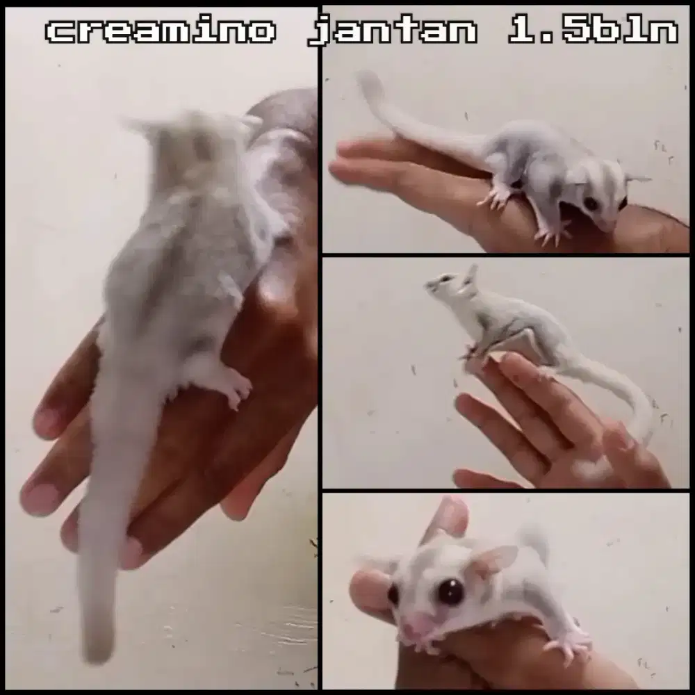 sugar glider creamino jantan joy